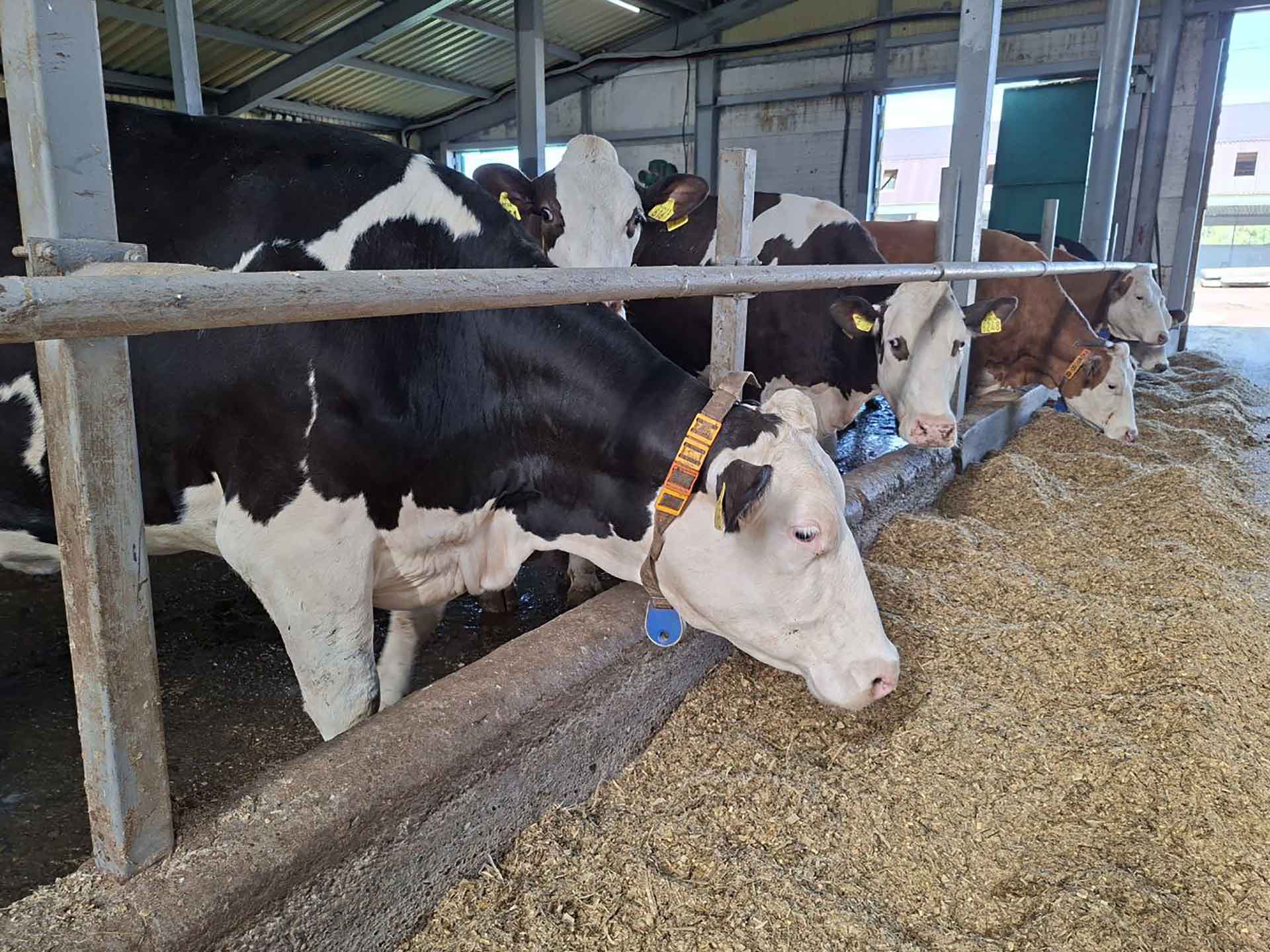 Фермерам Красноярского края возместят часть затрат на&nbsp;содержание животных