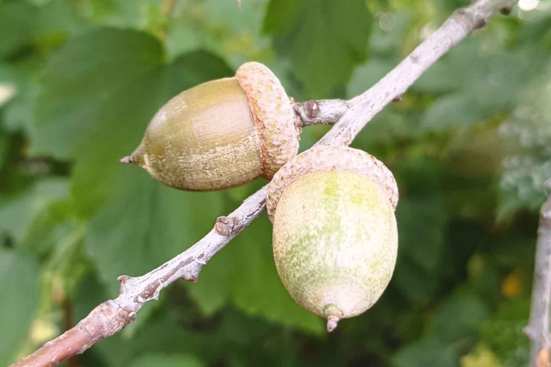 В&nbsp;Курской области заготовили 4000&nbsp;килограммов семян лесных растений