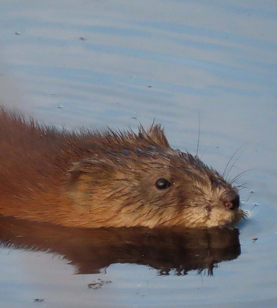В&nbsp;природном парке Свердловской области прошла экскурсия, посвященная бобрам
