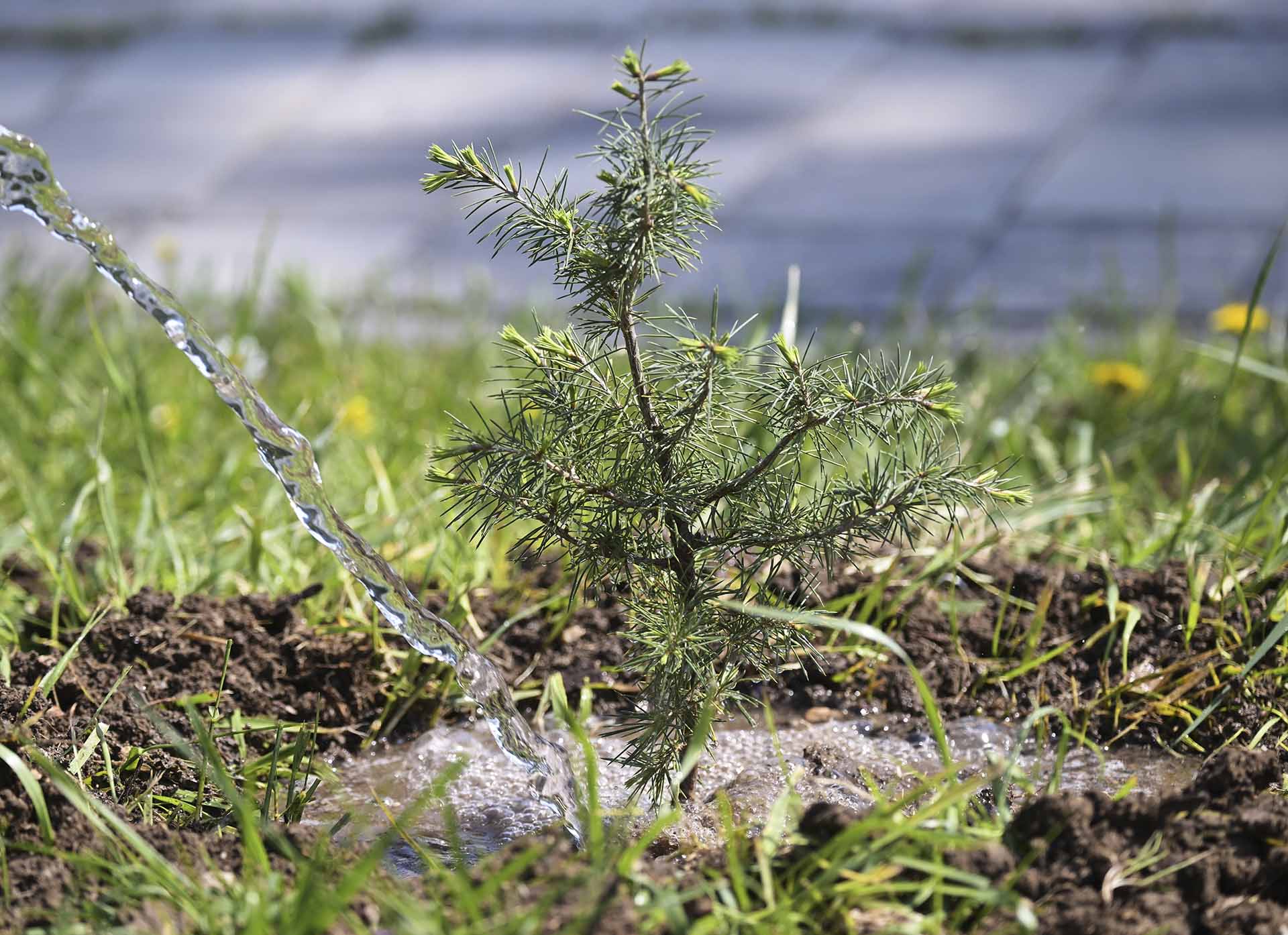 В Хворостянском районе Самарской области высадили 30 саженцев туй и елей