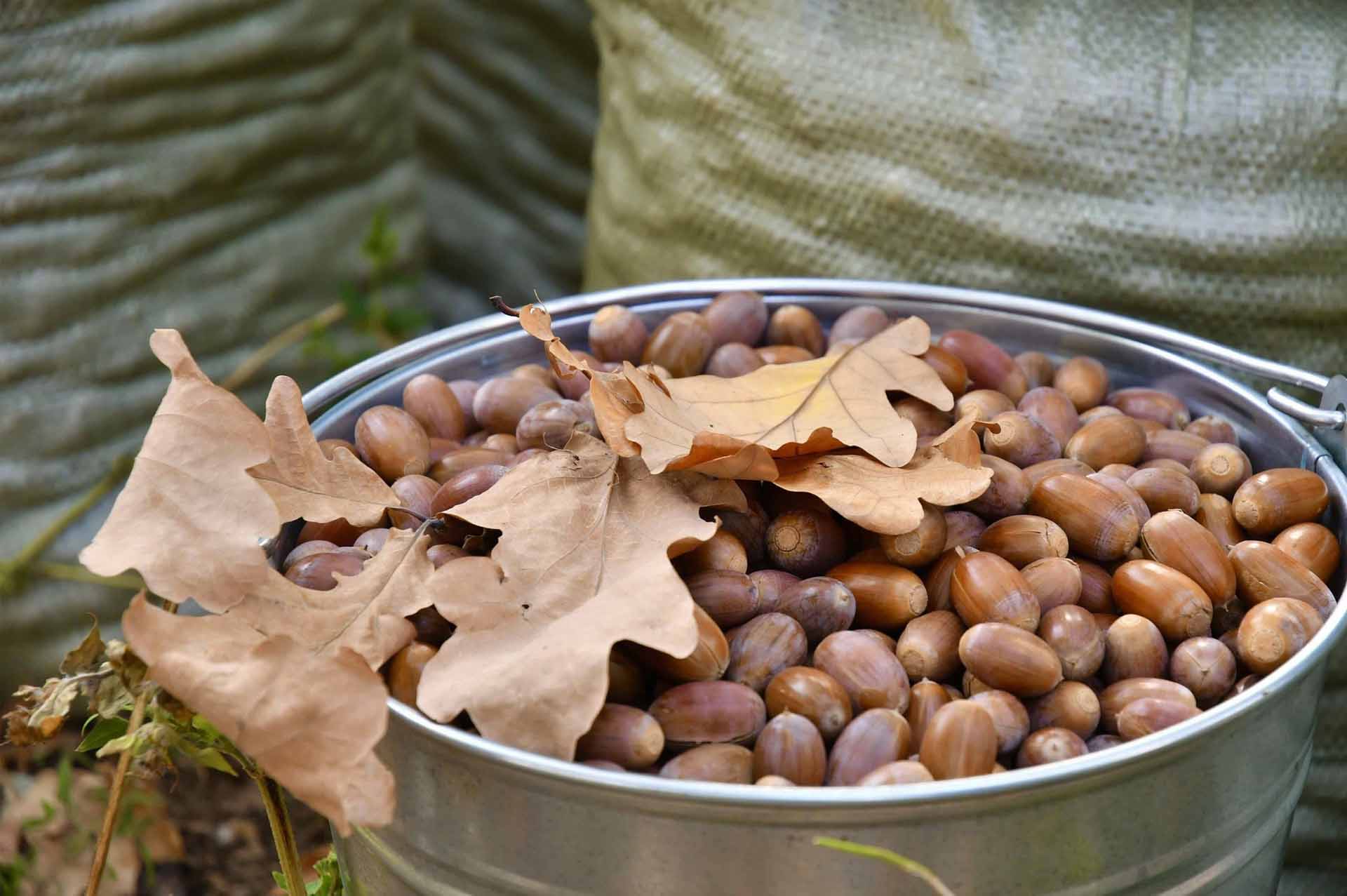 В&nbsp;Татарстане заготовили свыше 12&nbsp;тонн семян лесных растений