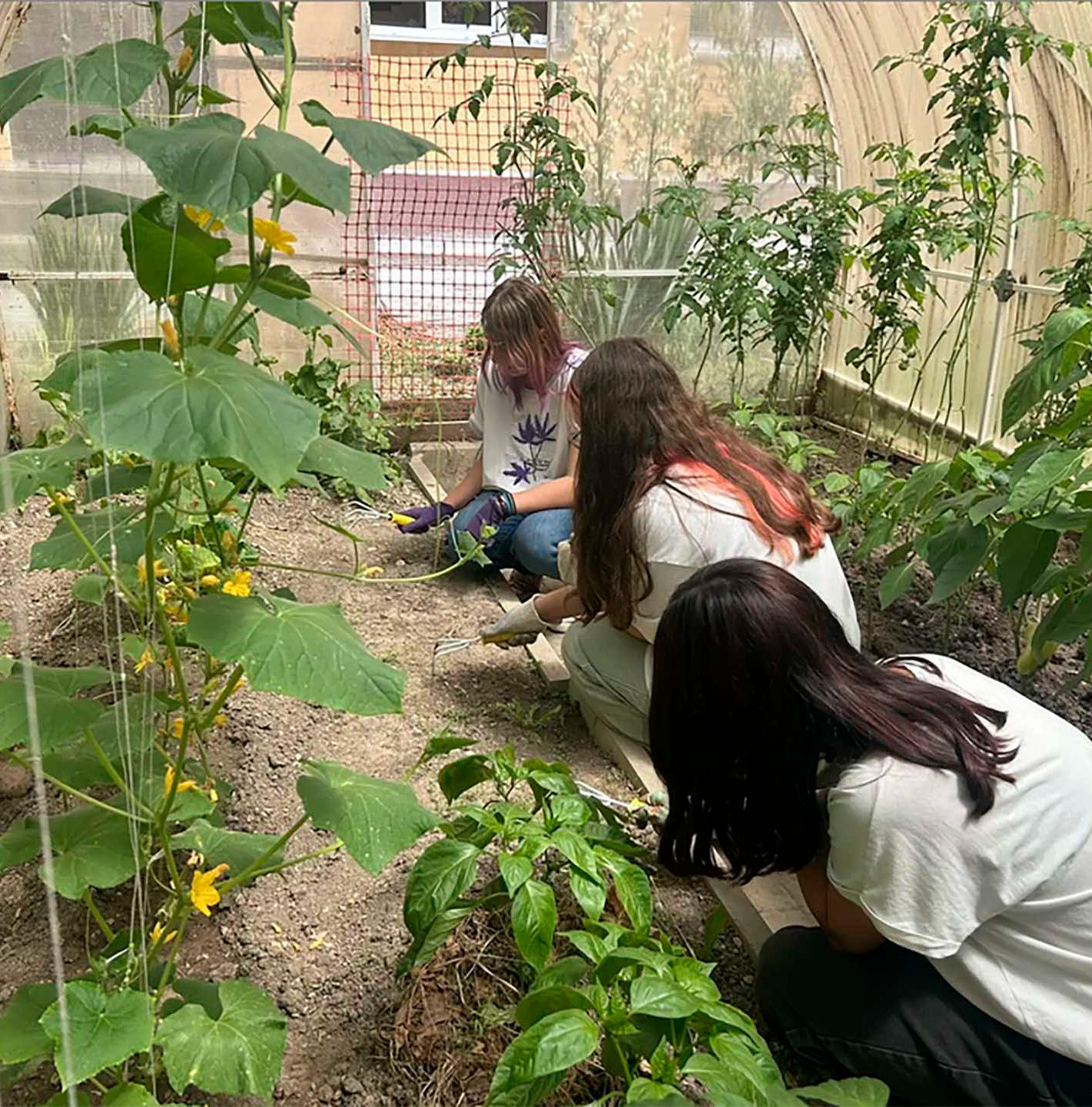 Ученики агротехклассов на&nbsp;Кубани собрали ноябрьский урожай огурцов