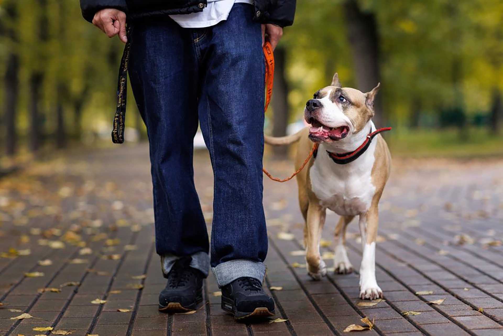 Почти 500&nbsp;жителей Подмосковья воспользовались онлайн-регистрацией питомцев