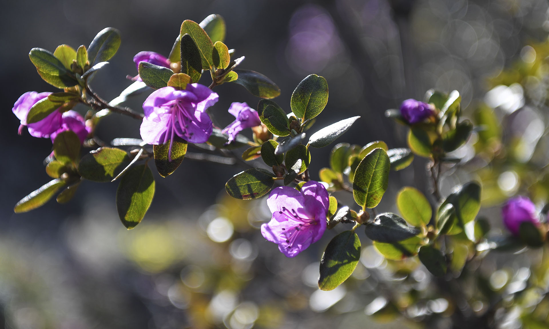 В&nbsp;Алтайском крае пройдет фестиваль &laquo;Цветение маральника&raquo;