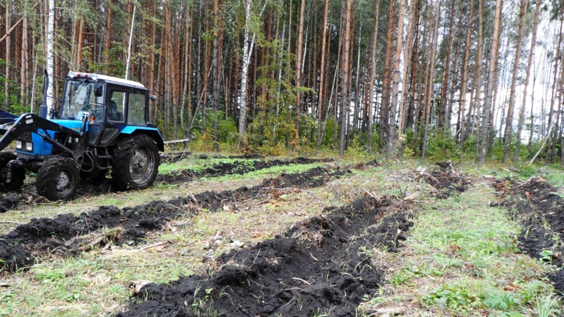 В&nbsp;Татарстане стартовал осенний лесокультурный сезон