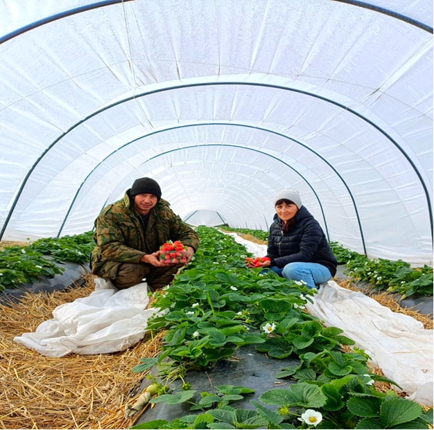 Семья из Чувашии открыла клубничную ферму с помощью господдержки