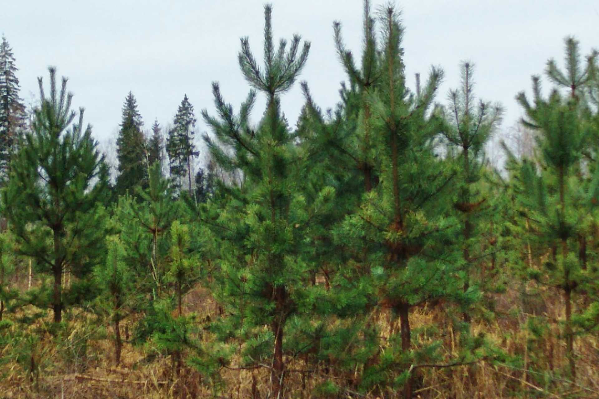 В&nbsp;Орешковском лесничестве Подмосковья начался уход за&nbsp;молодыми деревьями