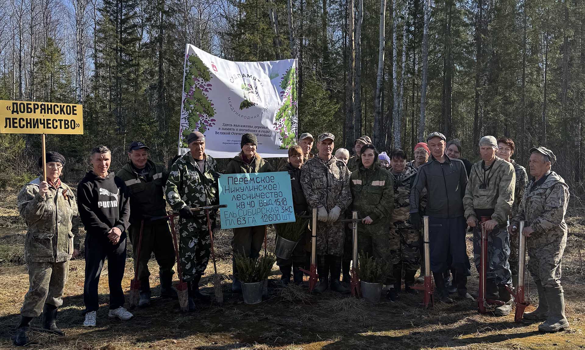 В&nbsp;Пермском крае высадили 12,6&nbsp;тысячи сеянцев ели