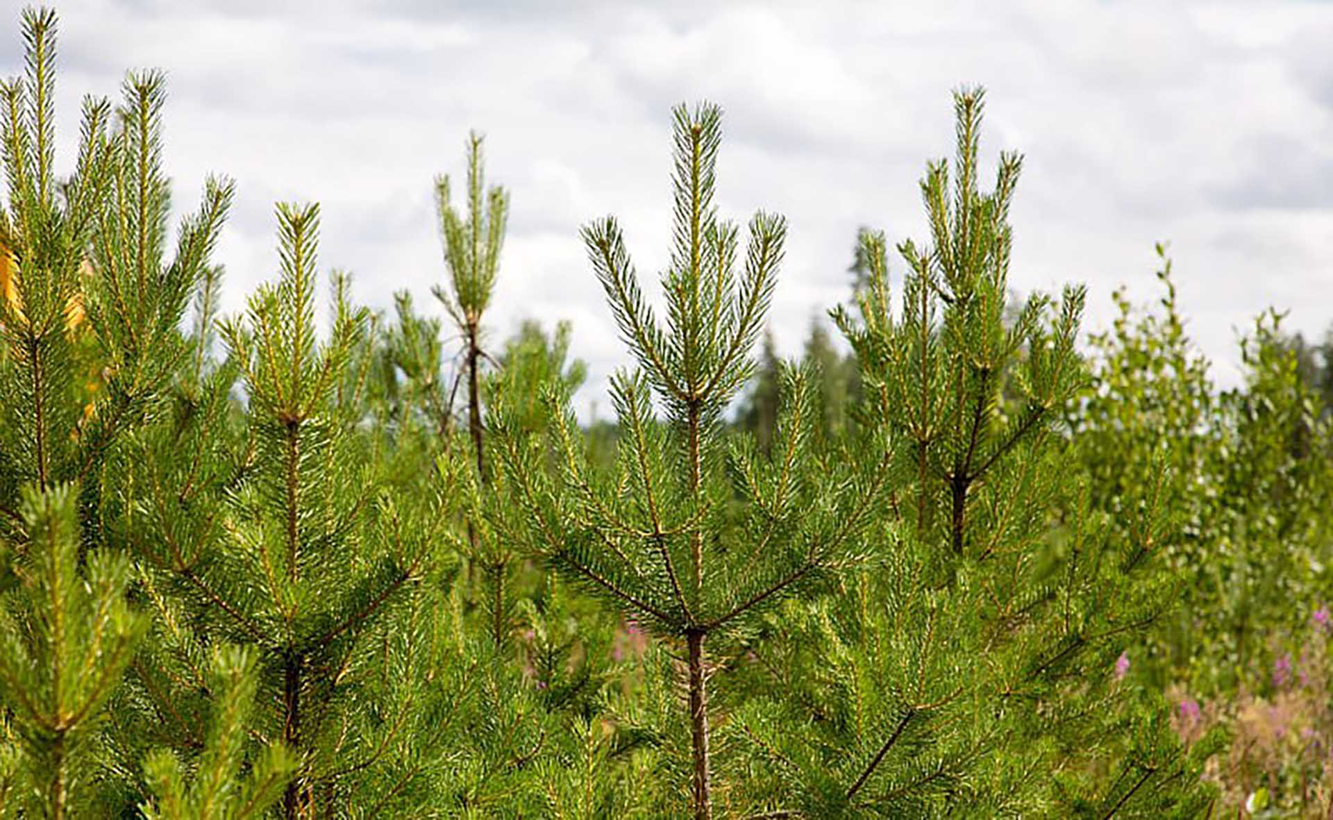 В&nbsp;2025&nbsp;году площадь лесного фонда в&nbsp;Поморье увеличилась на&nbsp;68,5&nbsp;тыс. га