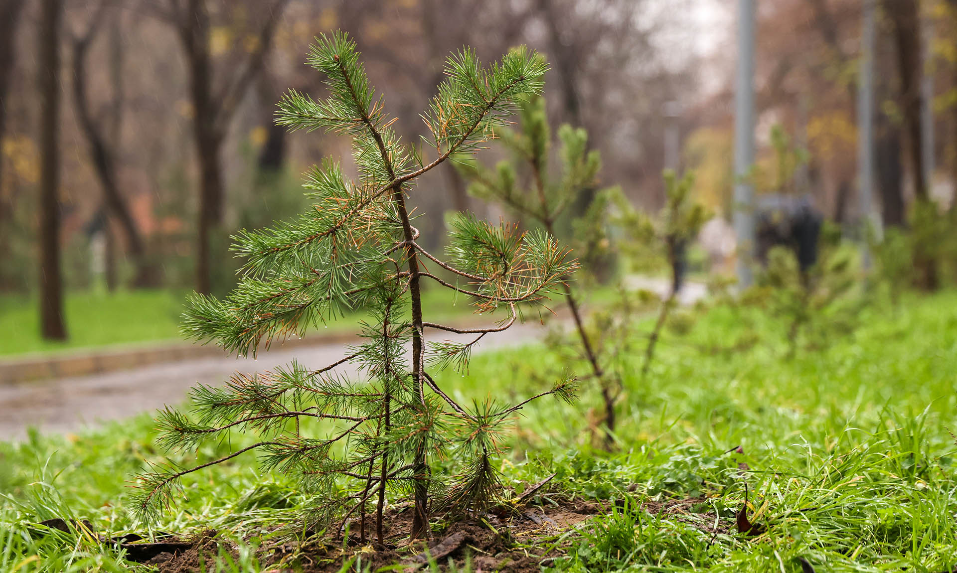 В&nbsp;Башкирии высадят около 2&nbsp;миллионов деревьев в&nbsp;ходе акции &laquo;Сад памяти&raquo;