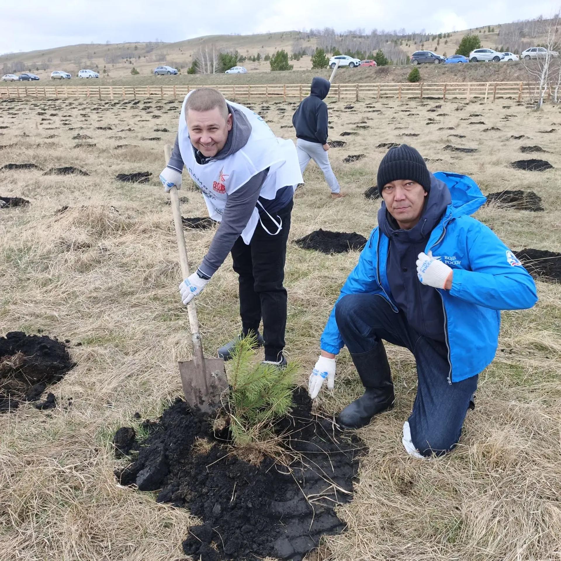 В&nbsp;Баймакском районе Башкирии высадили 2&nbsp;тысячи сосен