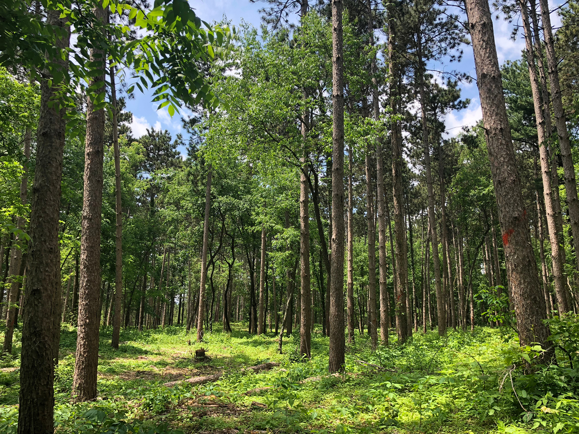 Экологическое благополучие