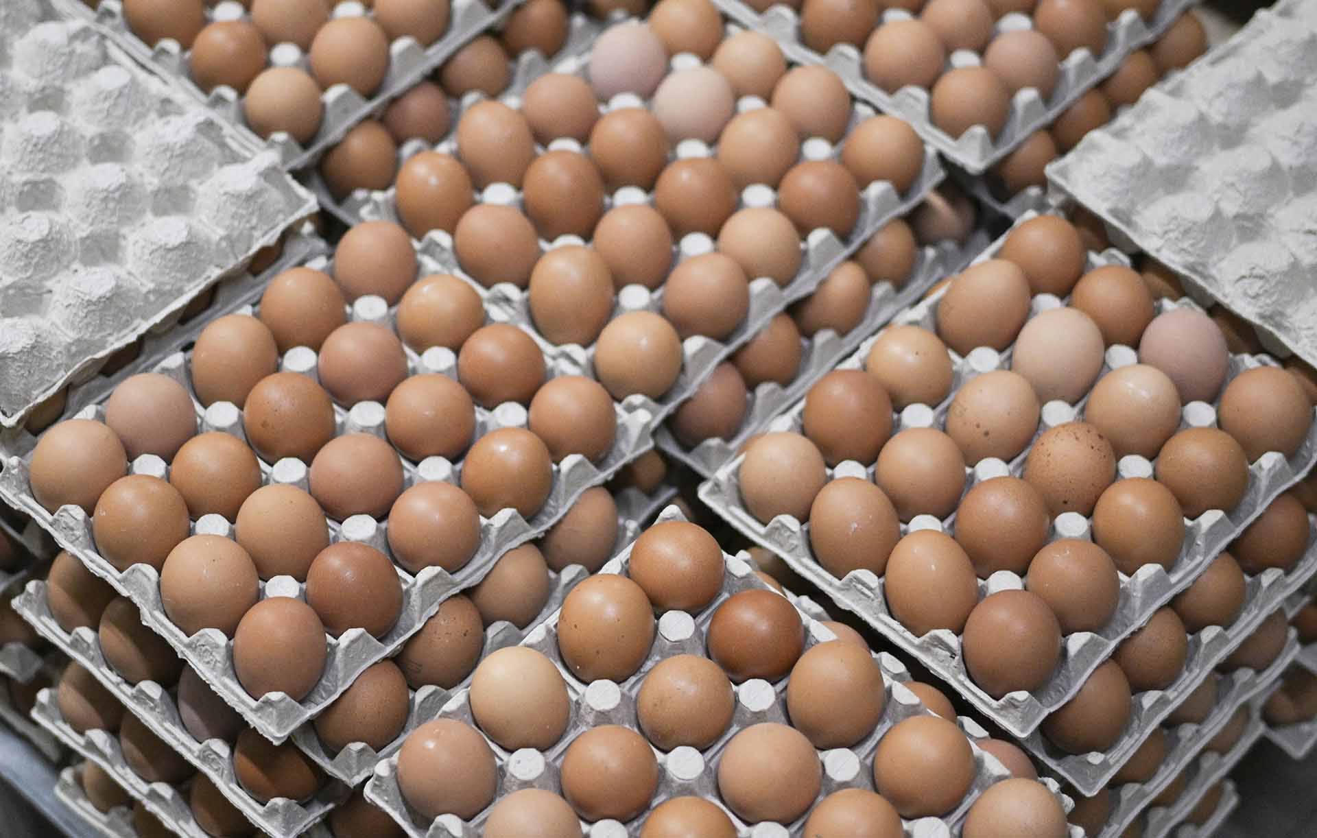 В&nbsp;Воронежской области выросло производство сельскохозяйственной продукции