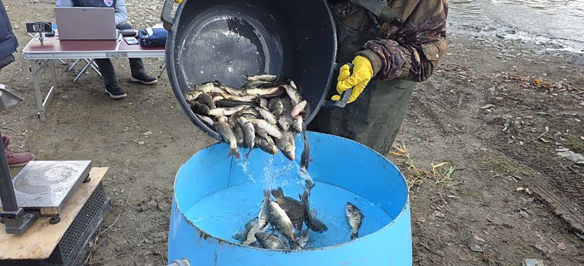 В&nbsp;уральские водоемы выпустили свыше 24&nbsp;тысяч мальков сазана