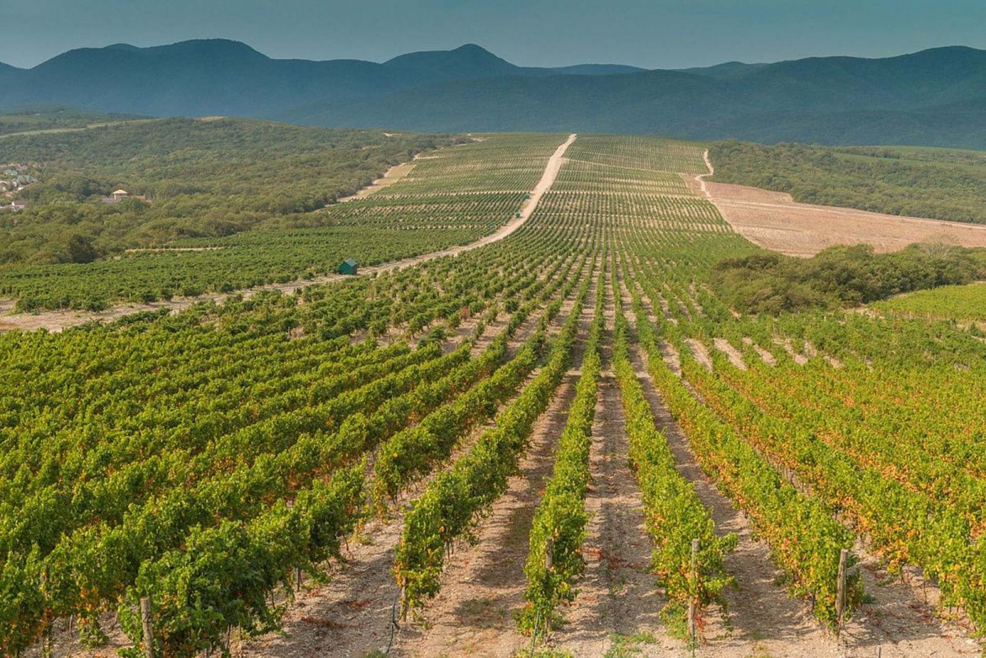 В&nbsp;Краснодаре завершилась выставка &laquo;Винорус.Винотех-2026&raquo;