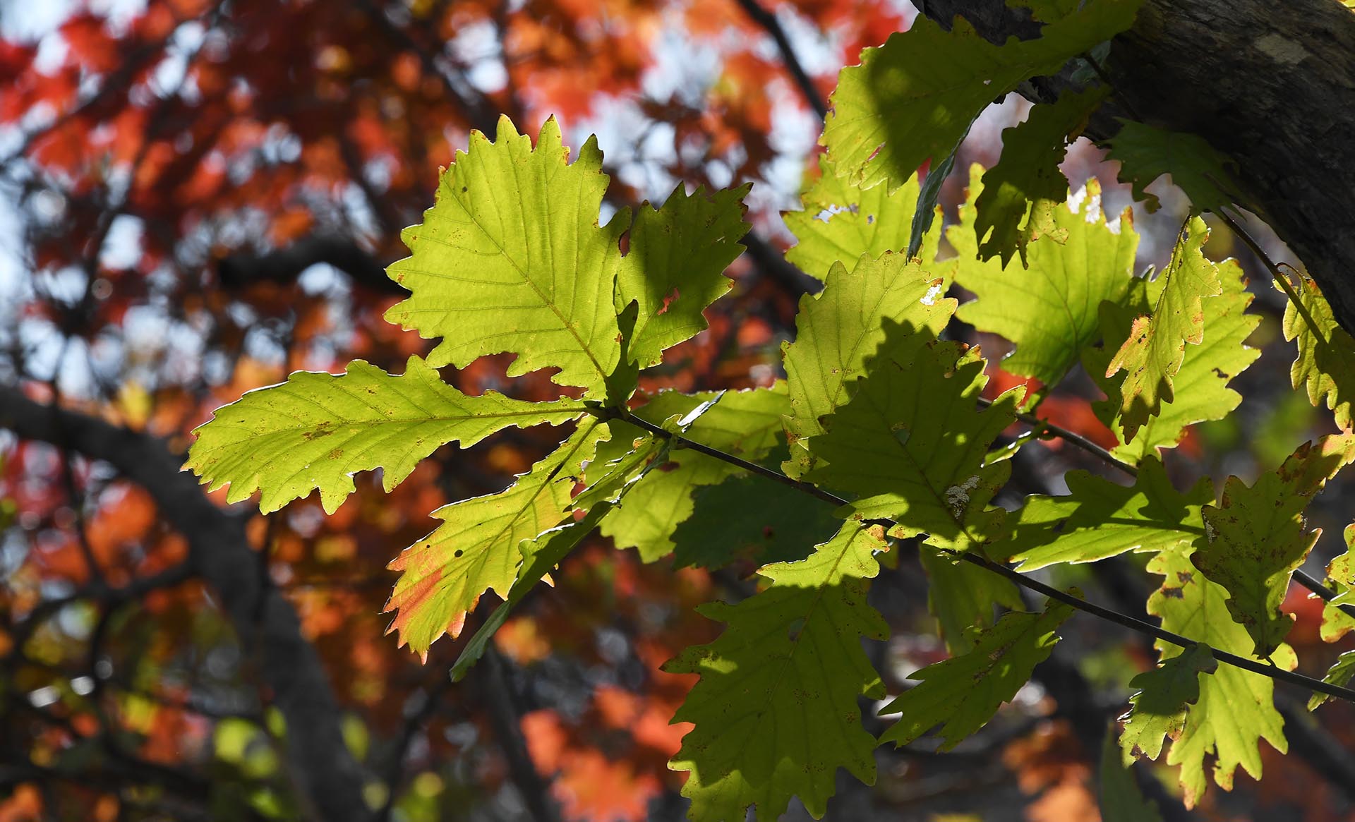 В&nbsp;Красненском районе Белгородской области высадили сеянцы дуба