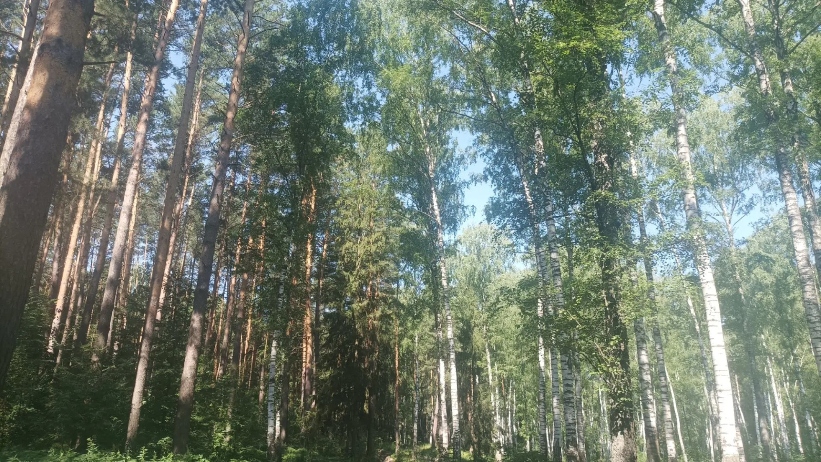 В&nbsp;Татарстане оценили состояние лесов по&nbsp;итогам первого полугодия