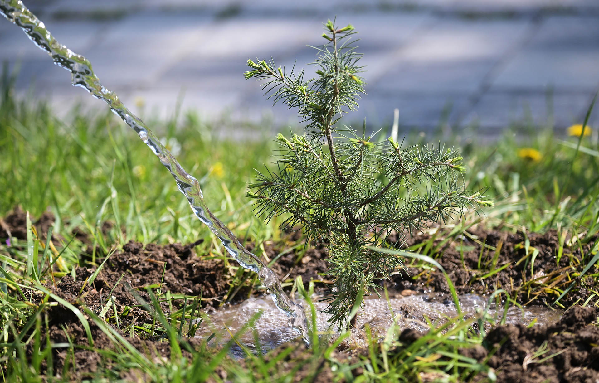 В&nbsp;Ивнянском округе Белгородской области высадили более 2&nbsp;тысяч деревьев