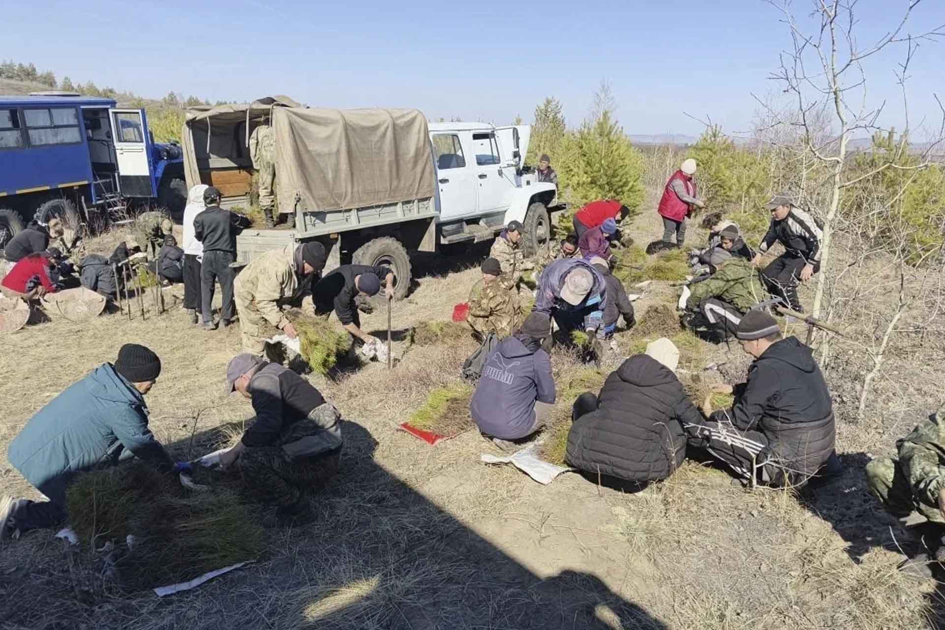 В&nbsp;Туве проведут лесовосстановление на&nbsp;более чем 11&nbsp;тысячах гектаров земли