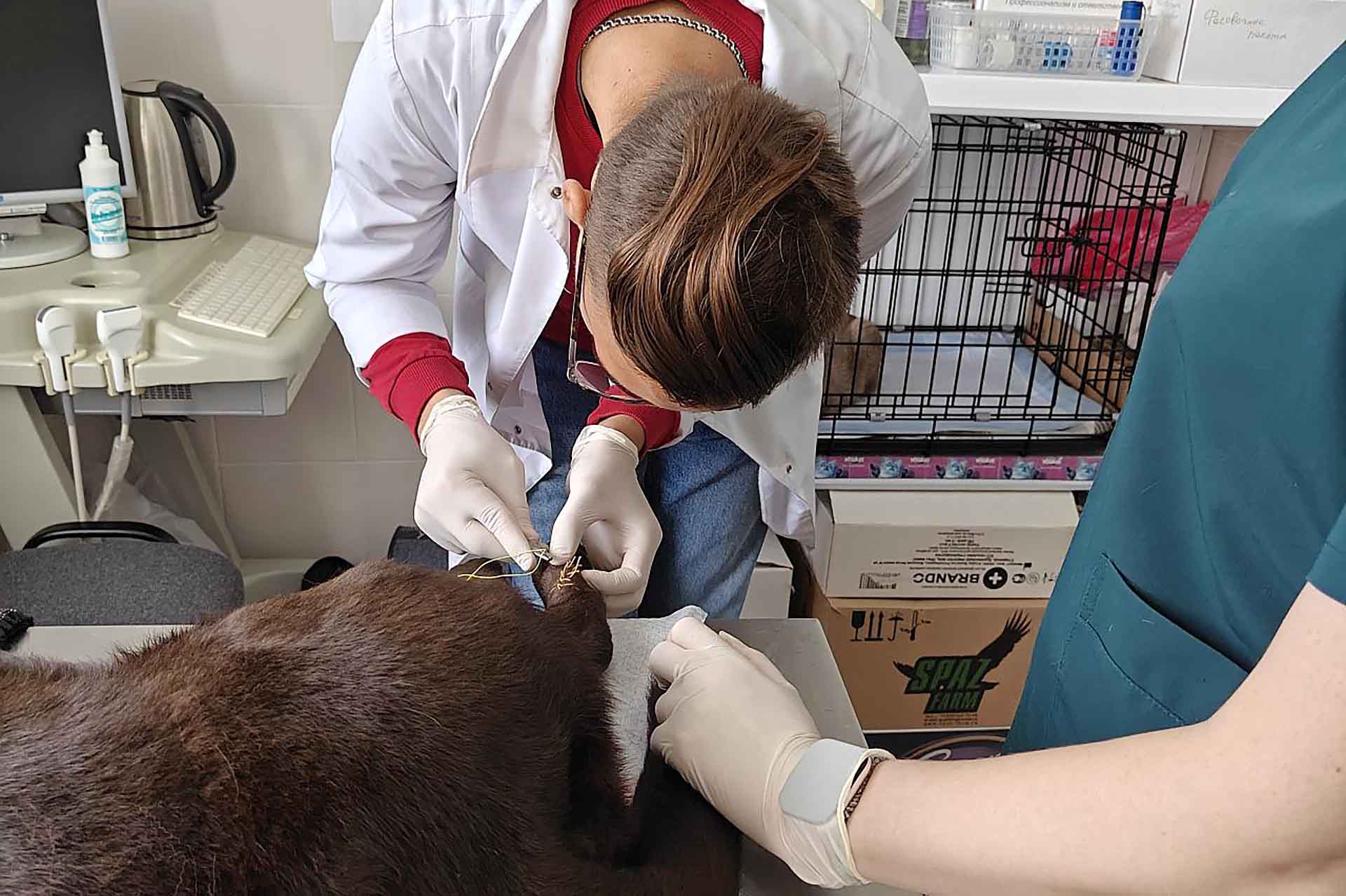 На&nbsp;Кубани учащиеся агротехникума прошли практику в&nbsp;ветуправлении