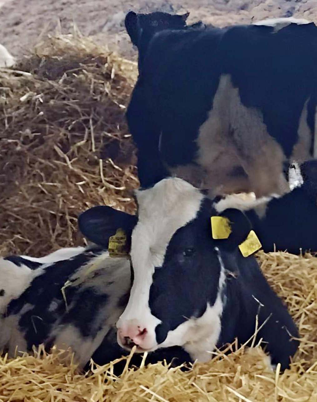 Кубанское сельхозпредприятие увеличит надои молока