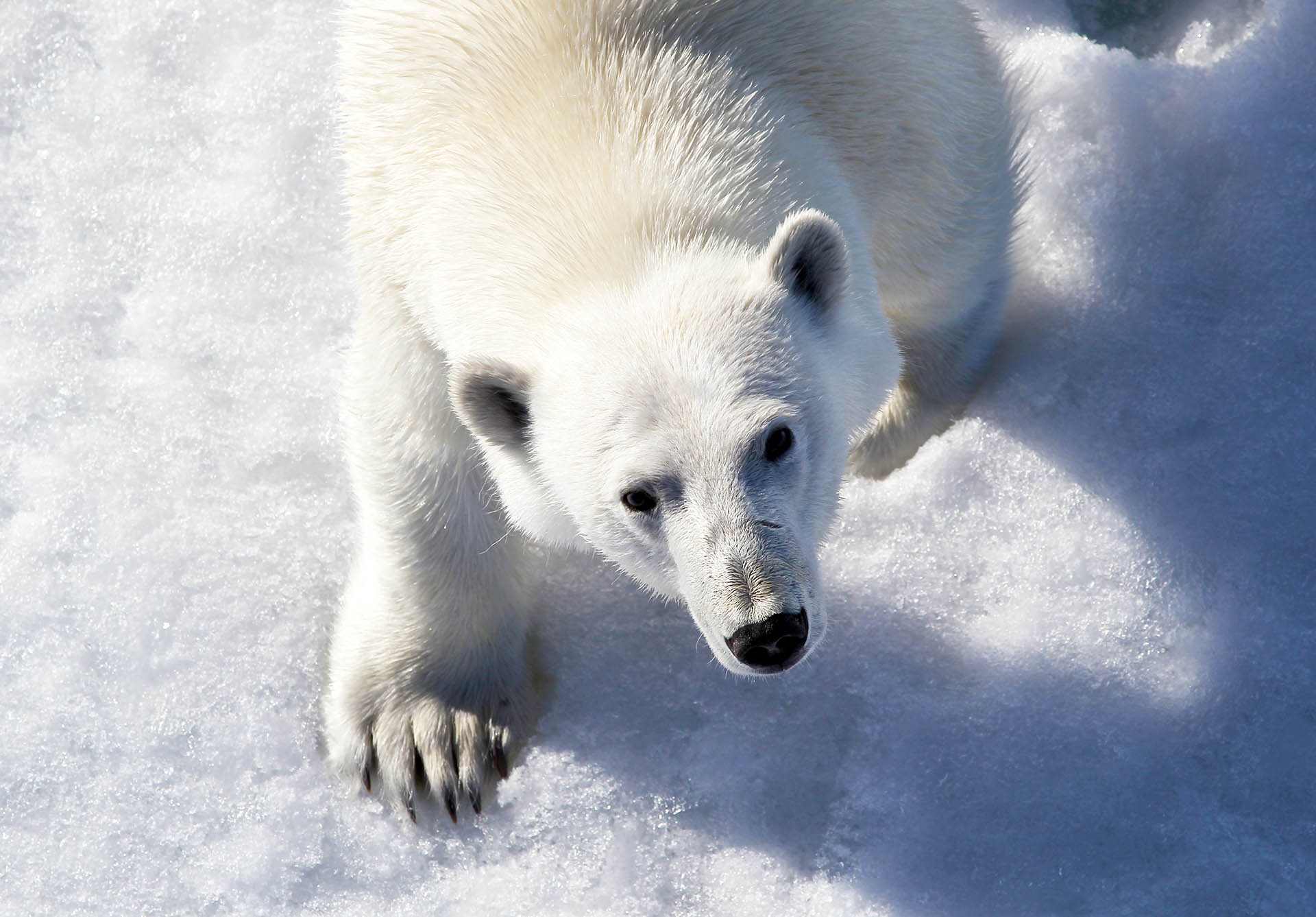 Цари Арктики: как&nbsp;живут белые медведи в&nbsp;России