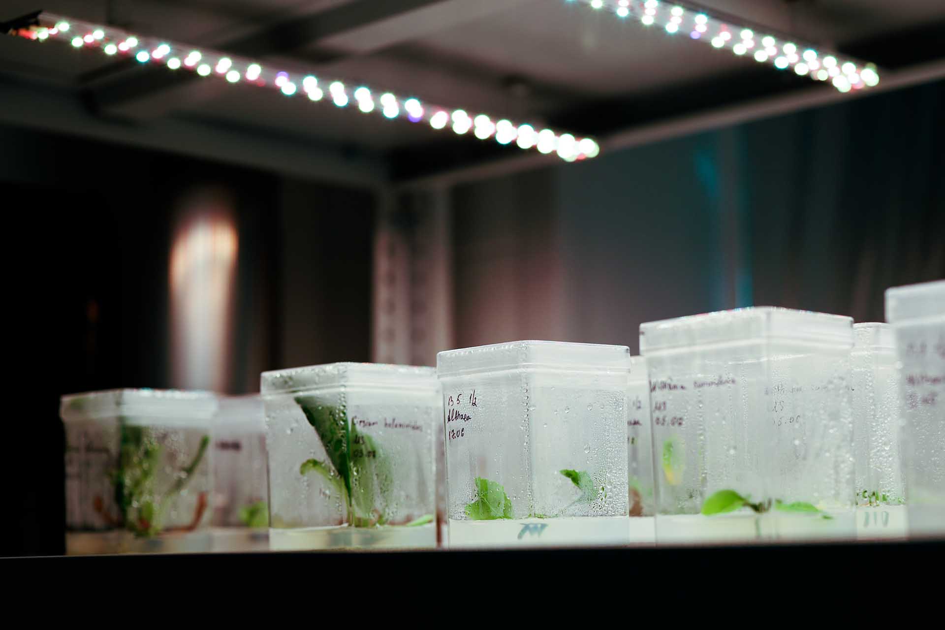 Томские ученые нашли способ доставлять растительное вещество внутрь клетки