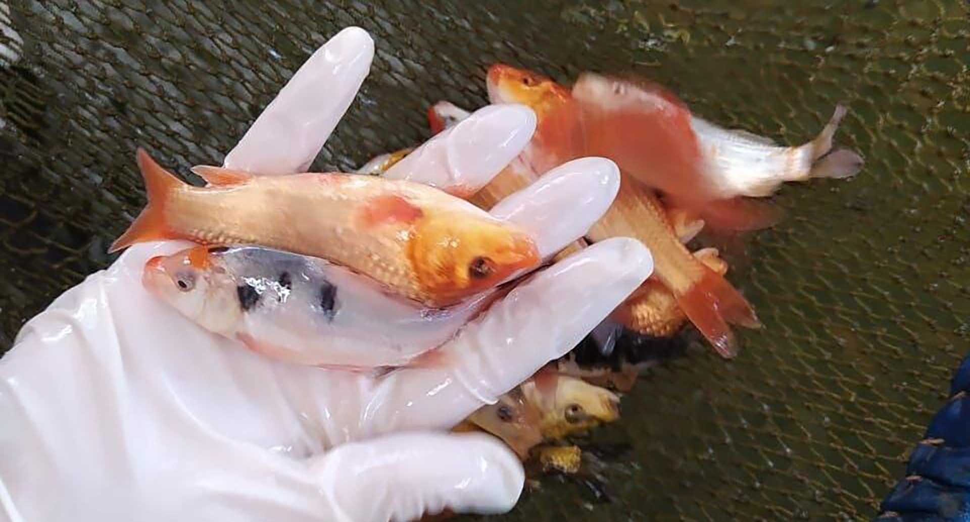 В&nbsp;Дубне выпустили более 3,5&nbsp;тыс. мальков рыб в&nbsp;Иваньковское водохранилище