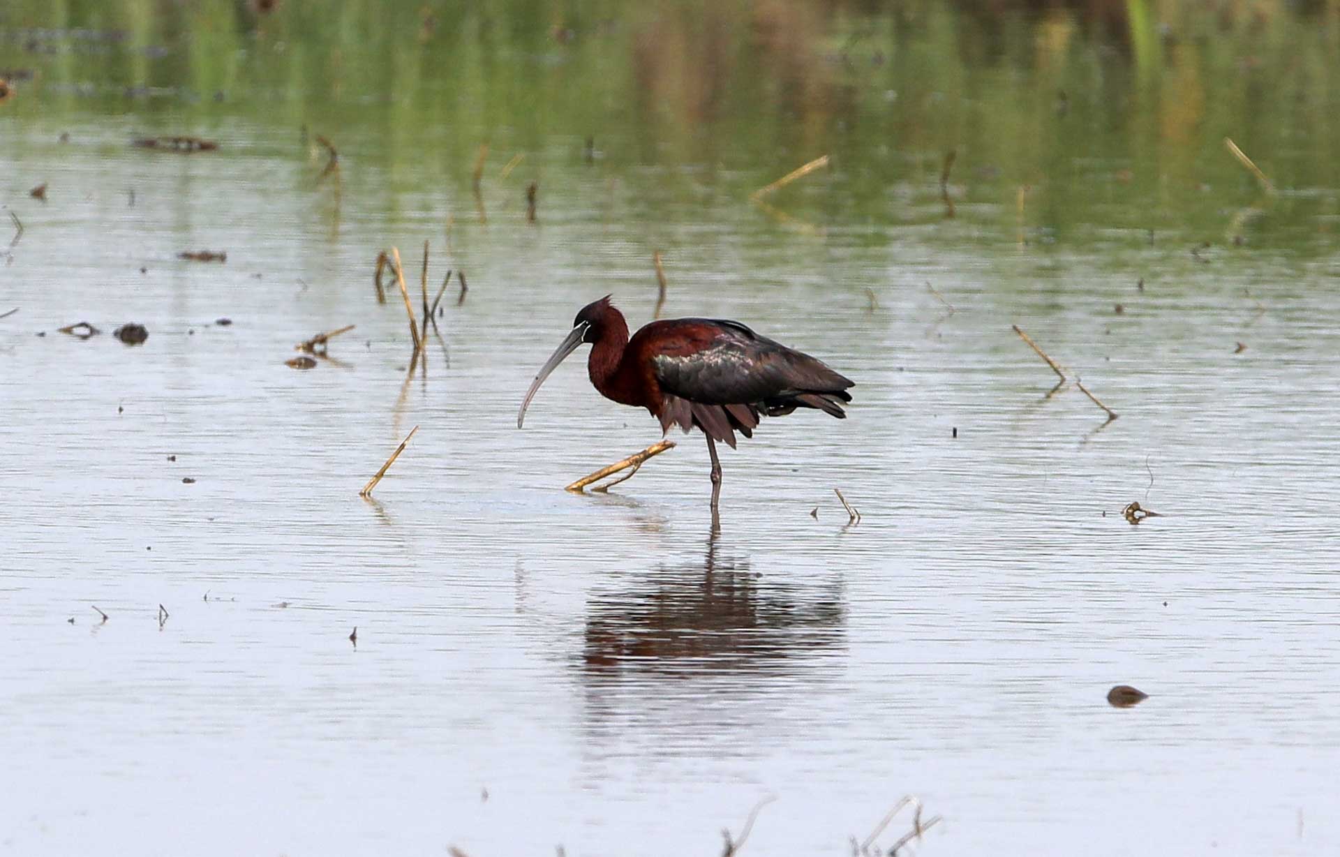 Еще&nbsp;2&nbsp;природные территории на&nbsp;Кубани получили статус особо охраняемых