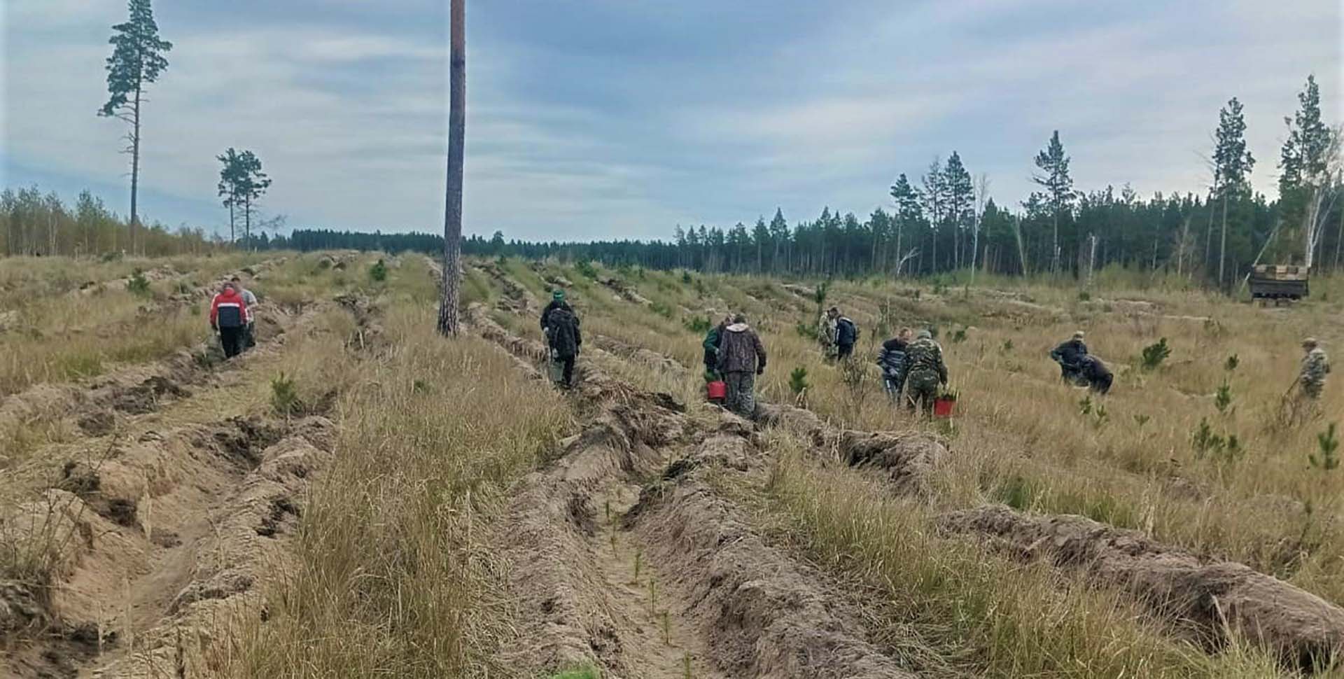 В&nbsp;Алтайском крае высадили более 390&nbsp;тысяч сосен, елей и&nbsp;дубов