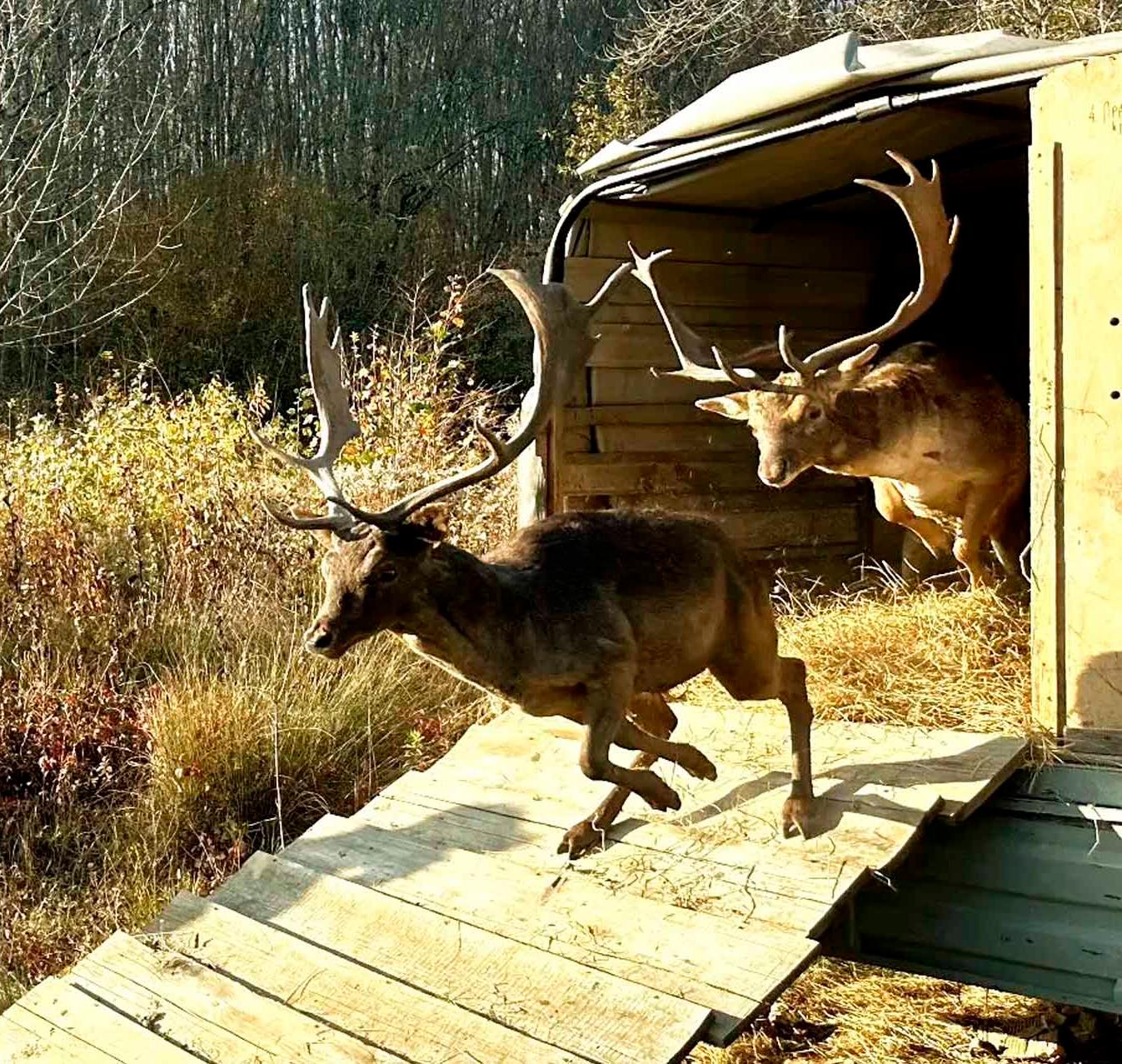 В&nbsp;Горячеключевском заказнике Краснодарского края выпустили на&nbsp;волю 12&nbsp;ланей
