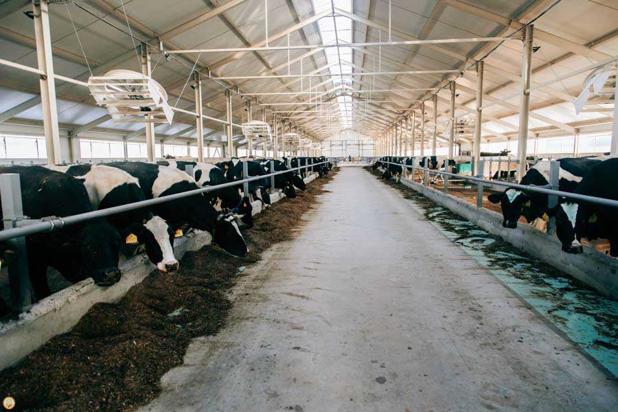 В&nbsp;Чувашии за&nbsp;7&nbsp;месяцев выросло производство животноводческой продукции
