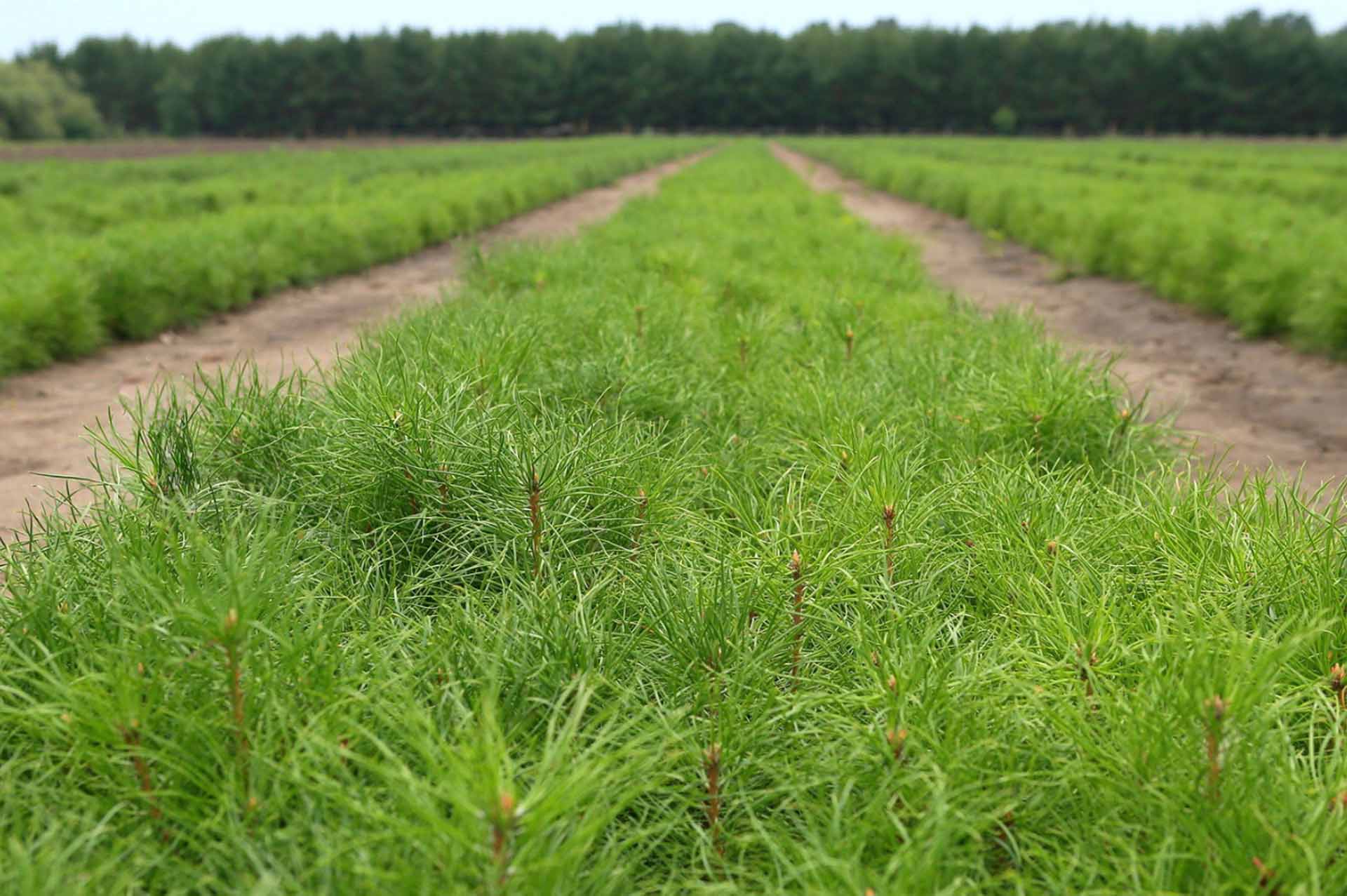 В&nbsp;Татарстане вырастили более 32&nbsp;миллионов саженцев и&nbsp;сеянцев деревьев
