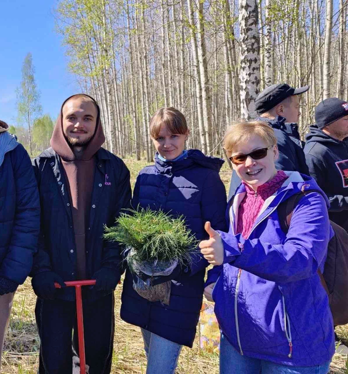 В&nbsp;Колыванском лесничестве Новосибирской области высадили 4800&nbsp;деревьев