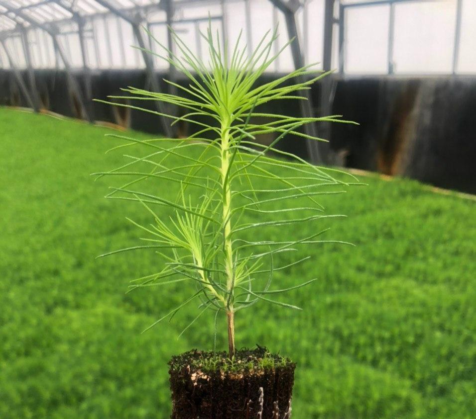 Во&nbsp;Владимирской области восстановили леса на&nbsp;площади 6&nbsp;тысяч гектаров