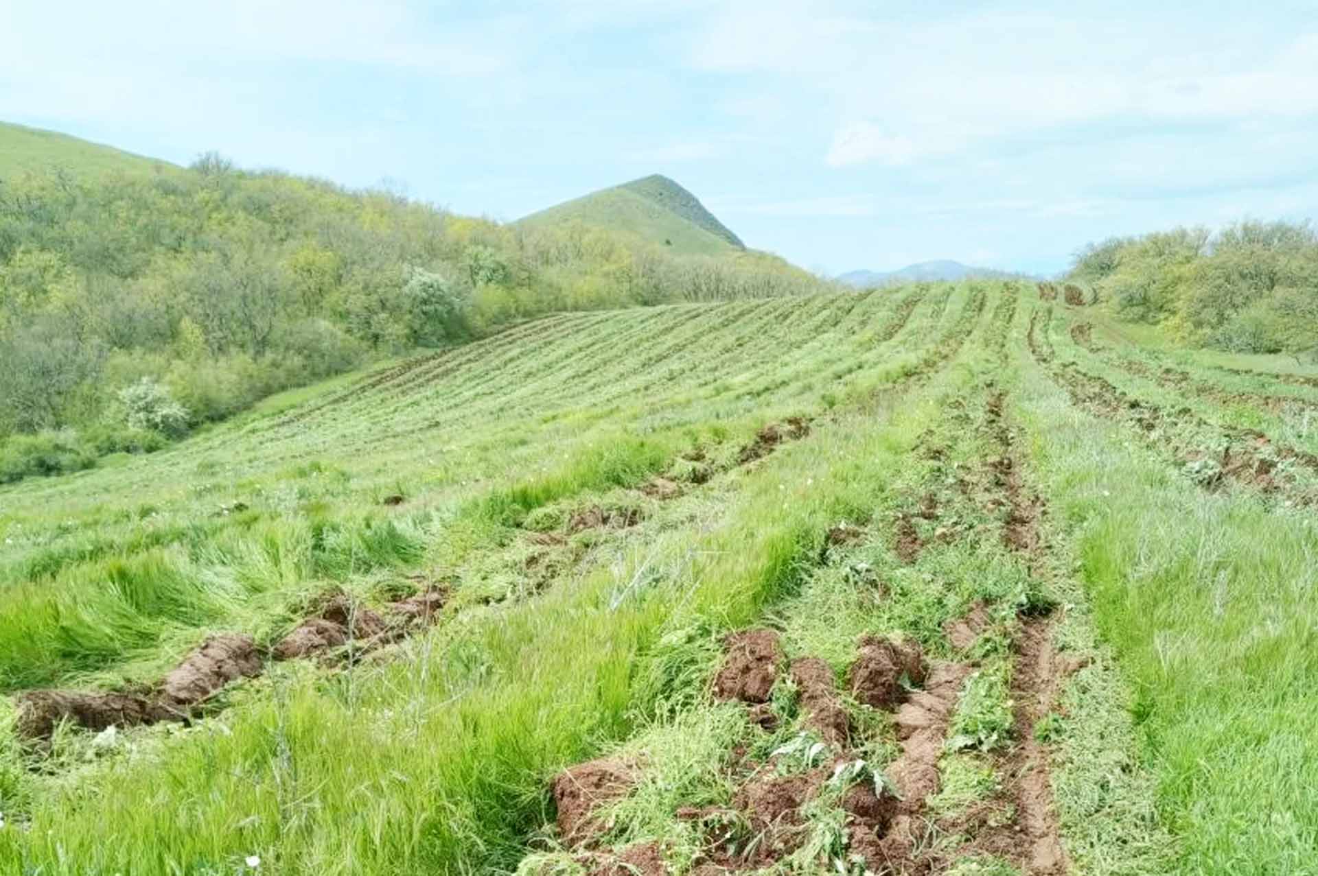 В&nbsp;Крыму провели агроуходы на&nbsp;площади 2490&nbsp;гектаров с&nbsp;начала года