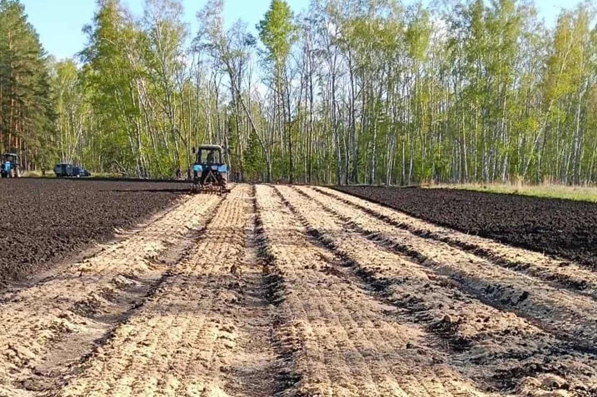 Лесхозы Омской области приступили к&nbsp;весеннему посеву семян деревьев