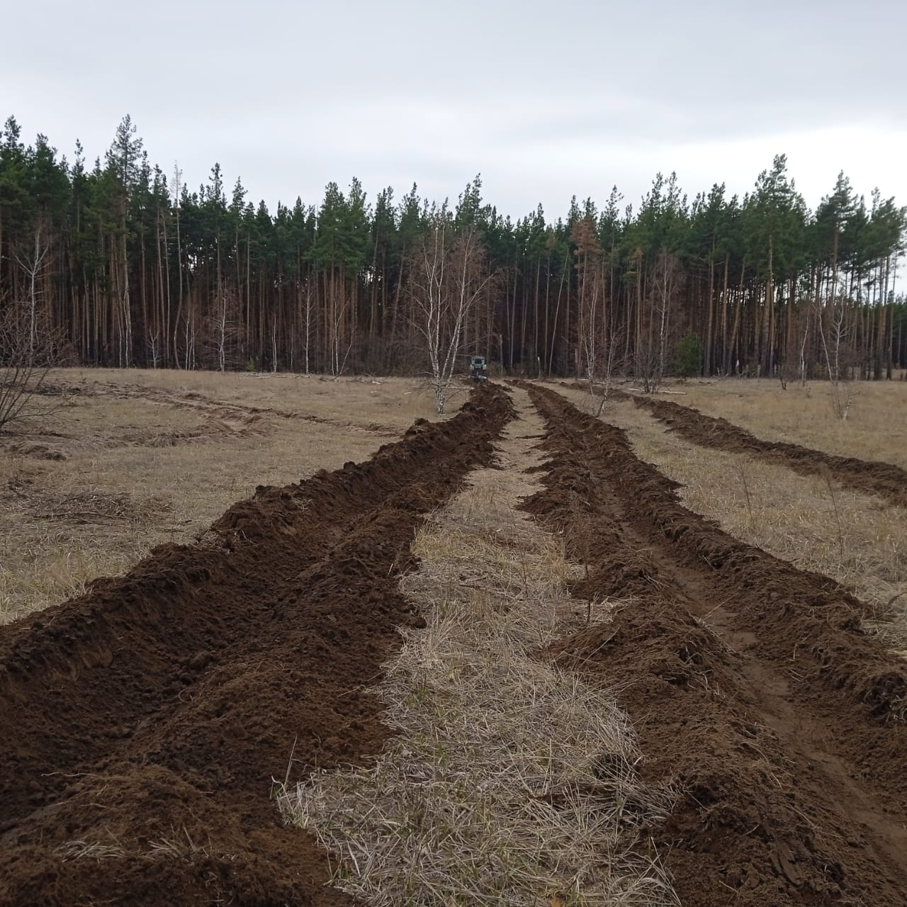 В&nbsp;Воронежской области к&nbsp;посадке деревьев подготовили более 1,4&nbsp;тыс. га&nbsp;леса