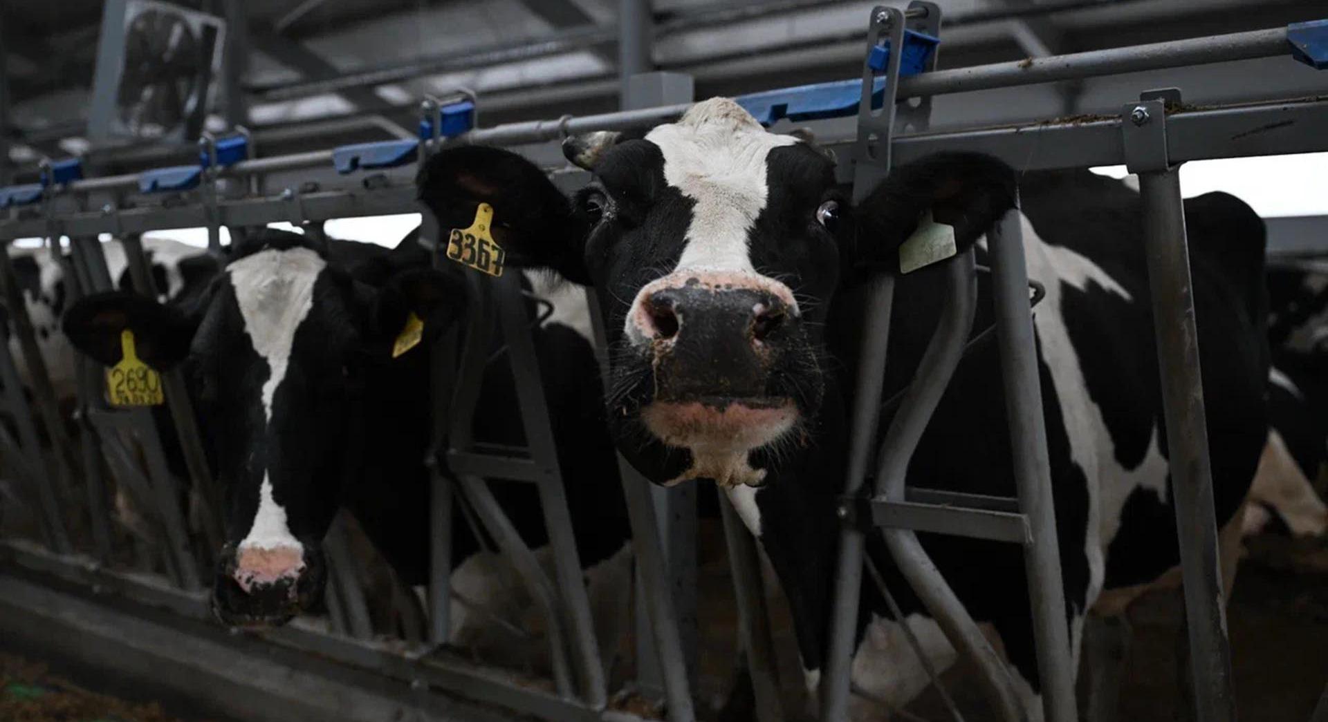 Удмуртия вышла на&nbsp;четвертое место в&nbsp;России по&nbsp;производству молока