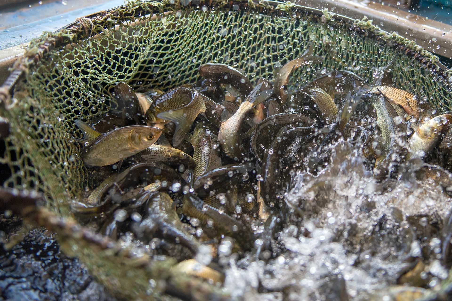 В&nbsp;Белоярское водохранилище на&nbsp;Урале выпустили почти 390&nbsp;тысяч мальков