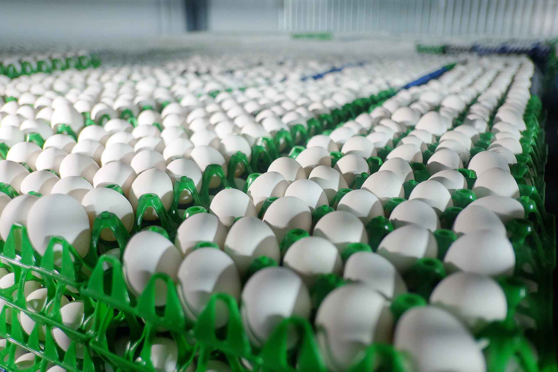 На&nbsp;птицефабрике Яранска Кировской области выработка увеличилась на&nbsp;22%