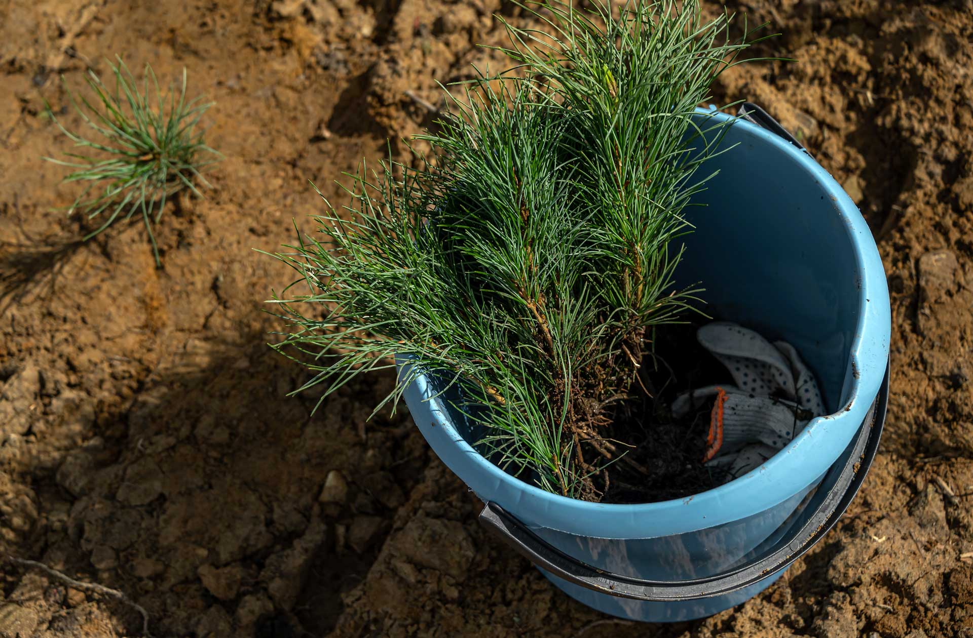 Осеннее лесовосстановление в&nbsp;КЧР провели на&nbsp;124&nbsp;гектарах земли