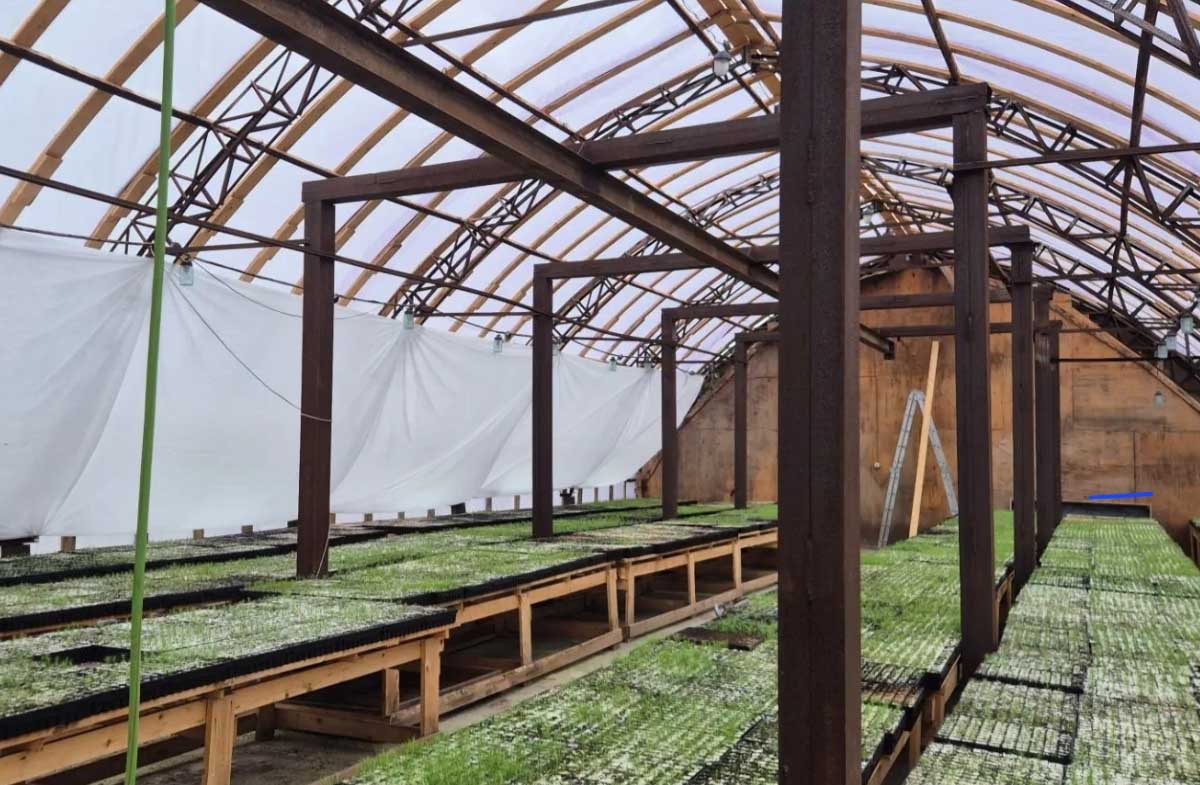 В&nbsp;Южном лесхозе на&nbsp;Сахалине вырастят 60&nbsp;тысяч сеянцев лиственницы