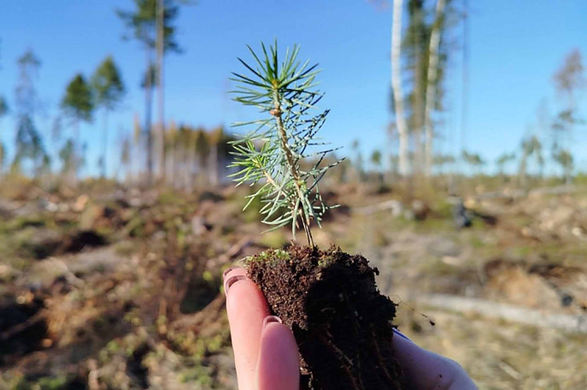 В&nbsp;Поморье с&nbsp;начала года восстановили 77,5&nbsp;тысячи гектаров леса