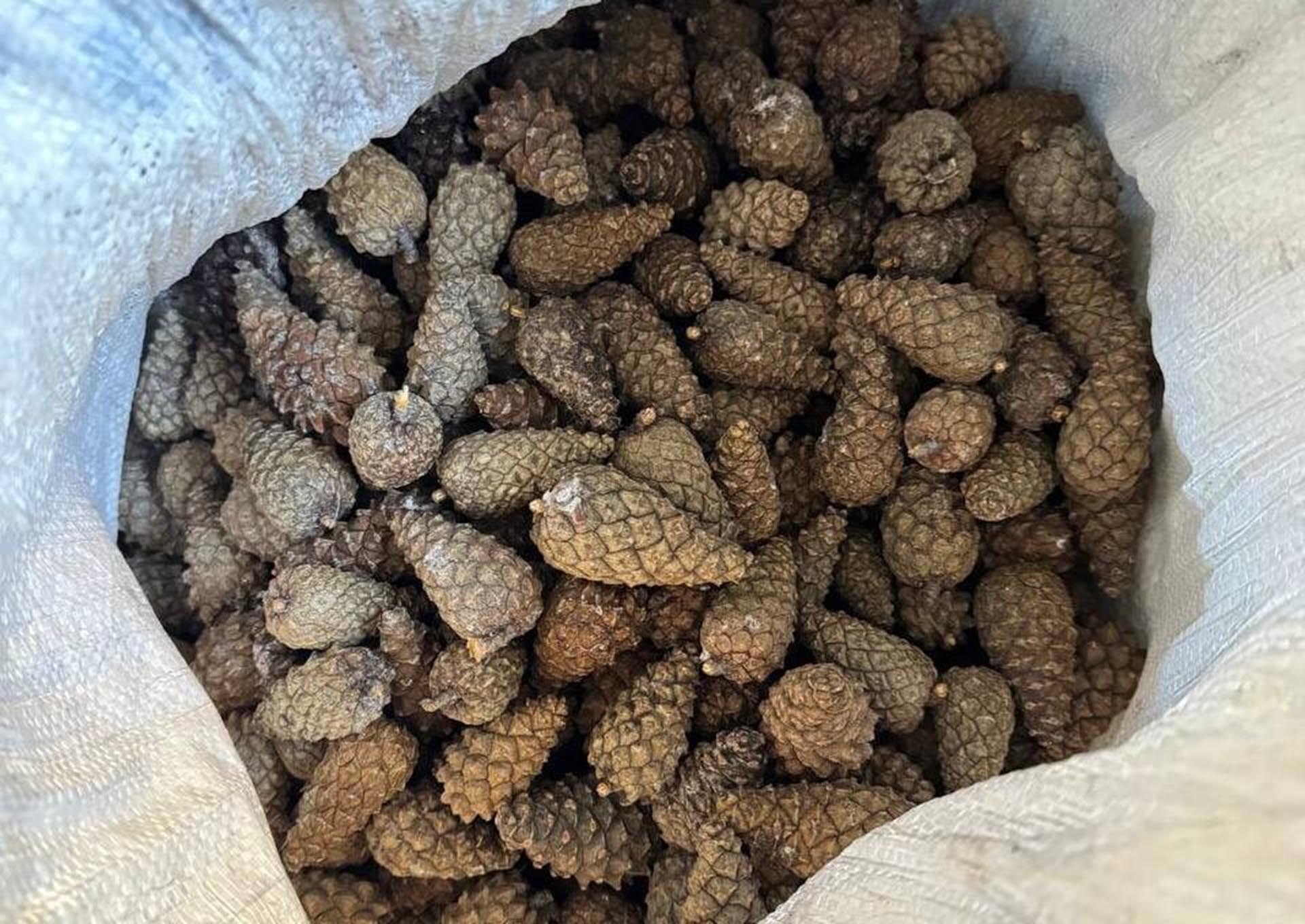 В&nbsp;Карелии заготовили более 860&nbsp;кг семян сосны и&nbsp;ели