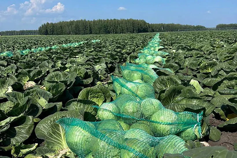 Более 26&nbsp;тысяч тонн капусты вырастили в&nbsp;Тюменской области в&nbsp;2025&nbsp;году