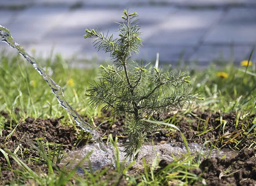 В&nbsp;Югре в&nbsp;городе Белоярском пройдет открытие экоакции &laquo;Спасти и&nbsp;сохранить&raquo;