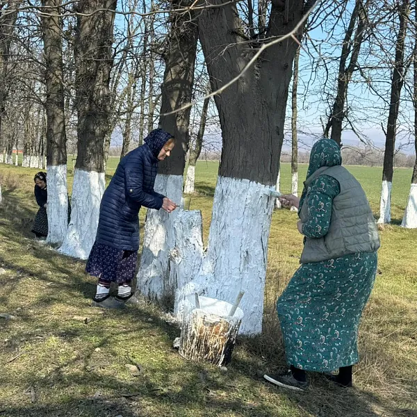 Школьники Серноводского района в&nbsp;Чечне побелили более 500&nbsp;деревьев