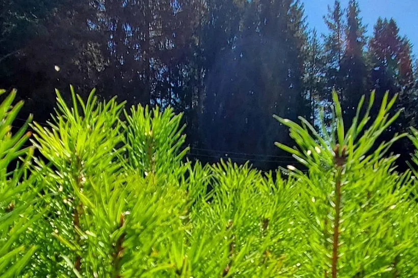 В&nbsp;Архангельской области восстановят более 70&nbsp;тысяч гектаров леса