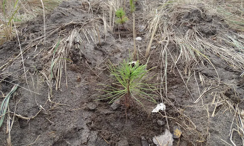 В&nbsp;Воронежской области за&nbsp;год высадят 1929&nbsp;гектаров леса
